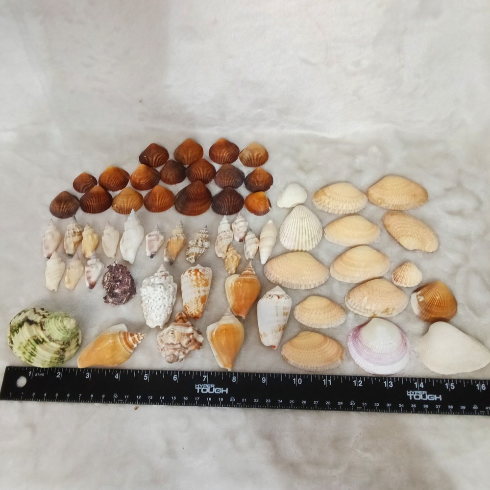 Mixed Natural Sea Shells Lot Assorted Conch Scallop Bivalve Coastal Decor 50+ pc